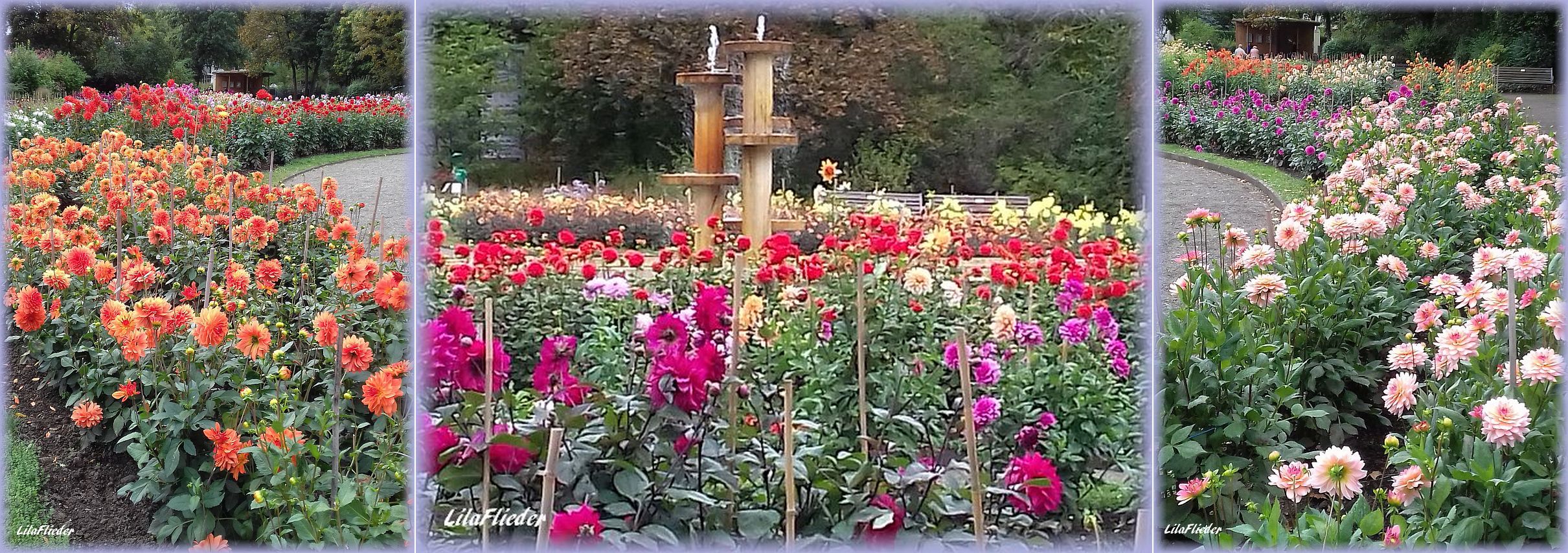 LilaFliederGarten