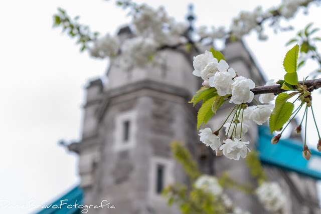 Detalle de un árbol cerca del Tower Bridge 