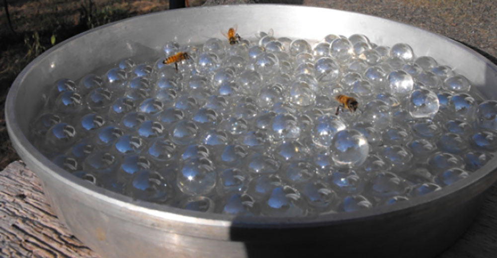 Buzzing Across America Build a Bee Bath