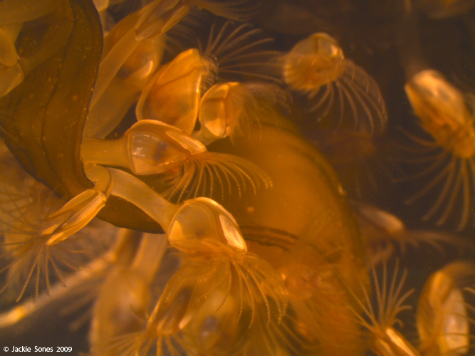 The Natural History of Bodega Head The rabbit and the barnacle