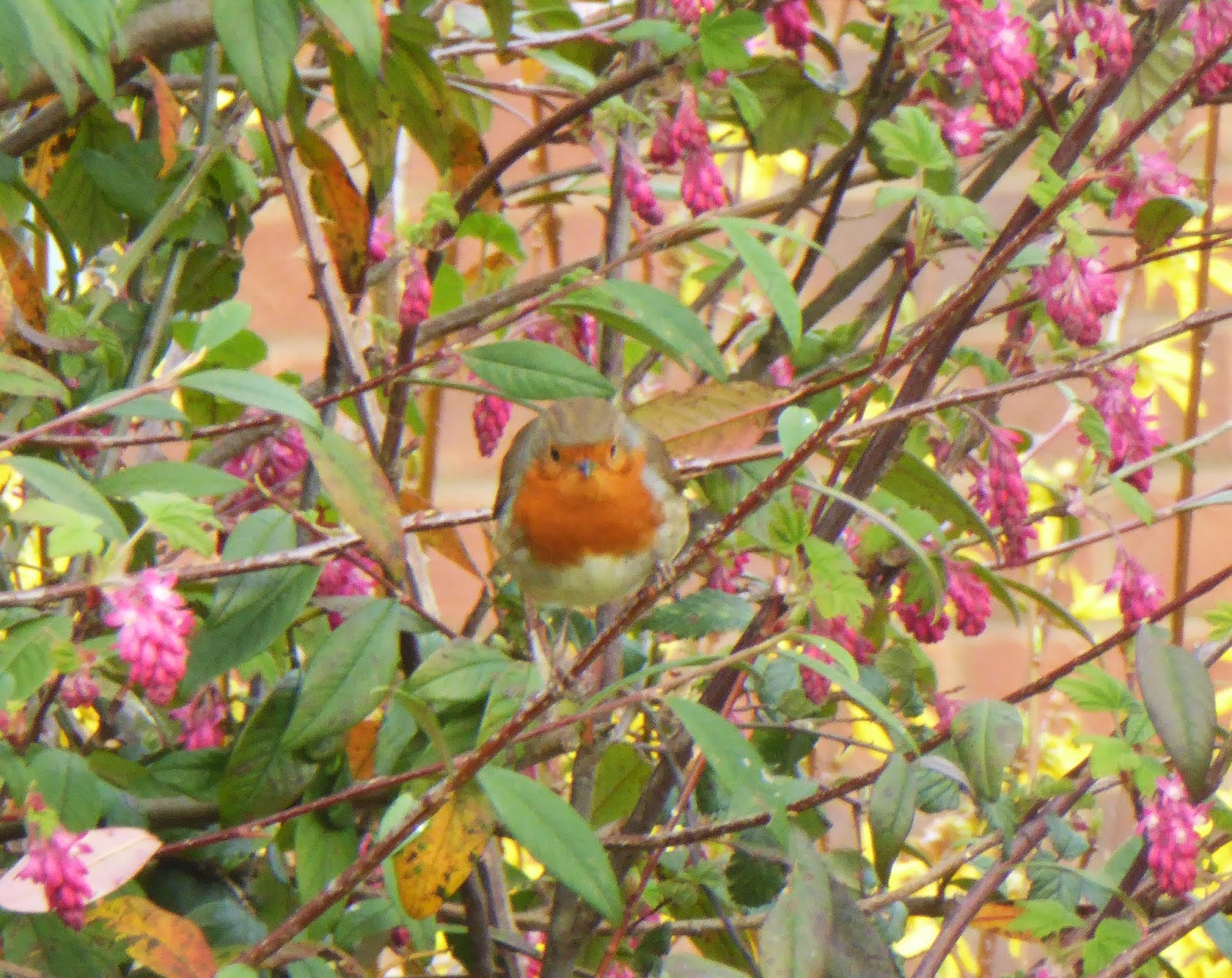 Wild and Wonderful Feed the Birds