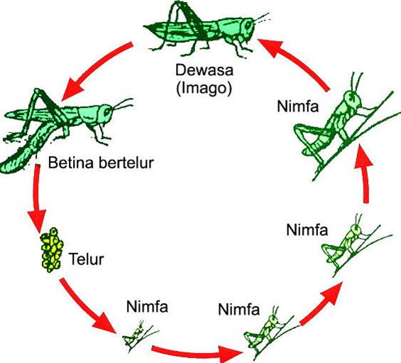  Metamorfosis  Tidak Sempurna  Pada Belalang Kecoa Dan 