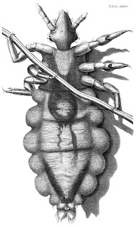 Bir insanın saç teline tutunmuş bit çizimi. Robert Hooke, Micrographia, 1667