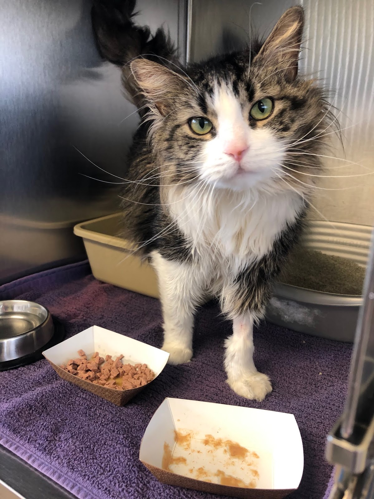 Diary of a RealLife Veterinarian Linear Foreign String Body In A Cat