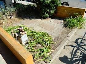 Little Portugal summer garden cleanup after by Paul Jung Gardening Services Toronto