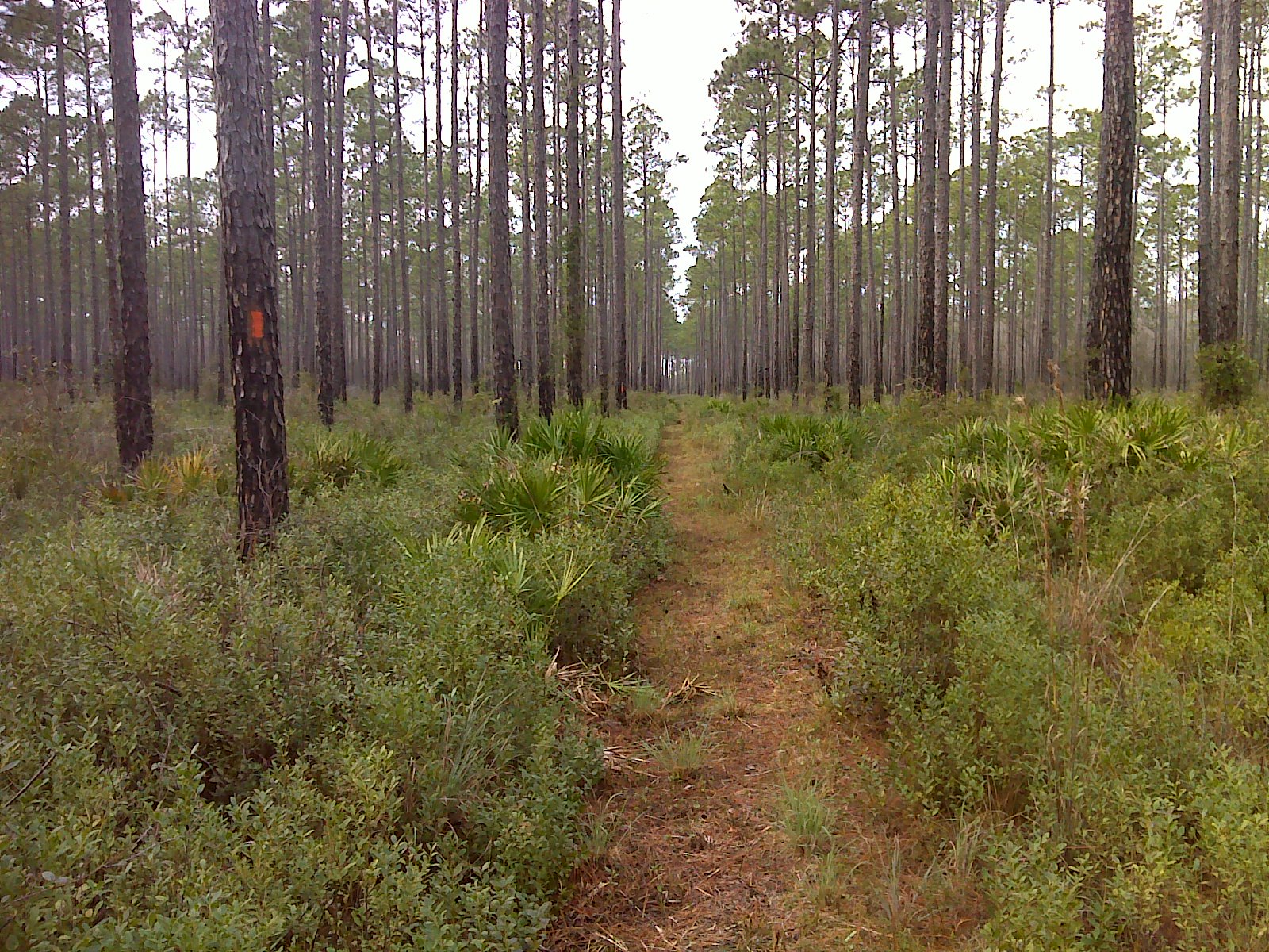 Heart and Sole Hiker sighting in Osceola National Forest