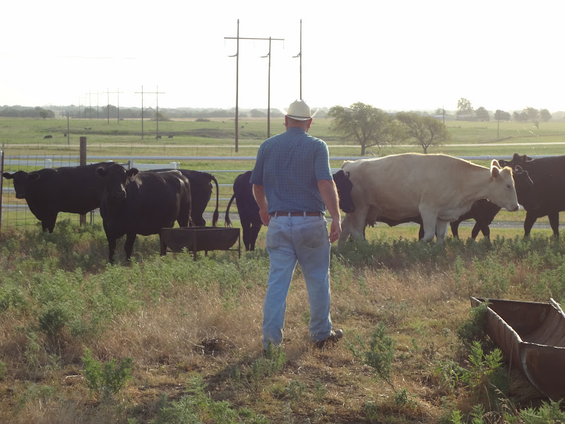 Surrey Hills Farm Selling Cows (Again)