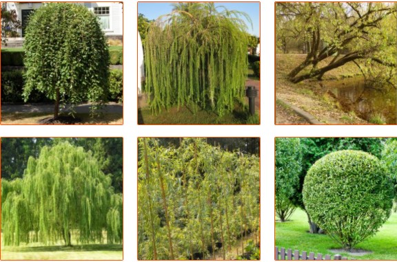 willow tree pictures