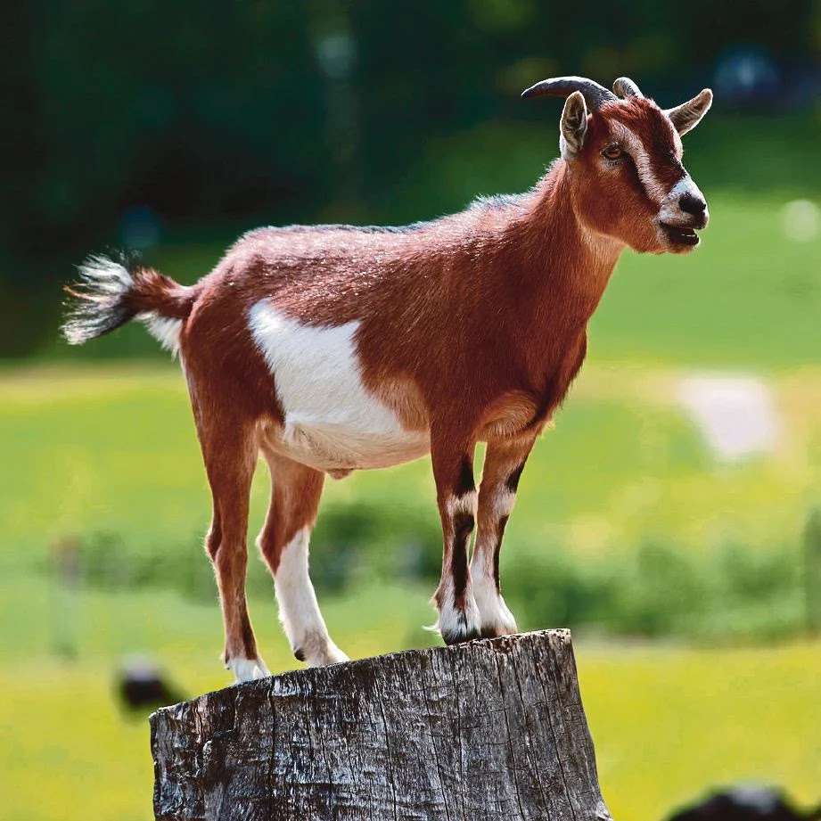 Nama Organ Gerak Ikan Katak Burung Ular Kadal Kambing Dan Fungsinya