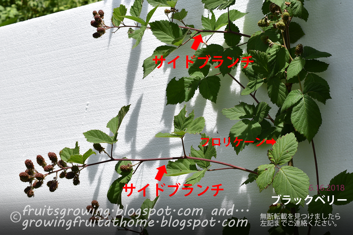 方 ブラック ベリー 育て