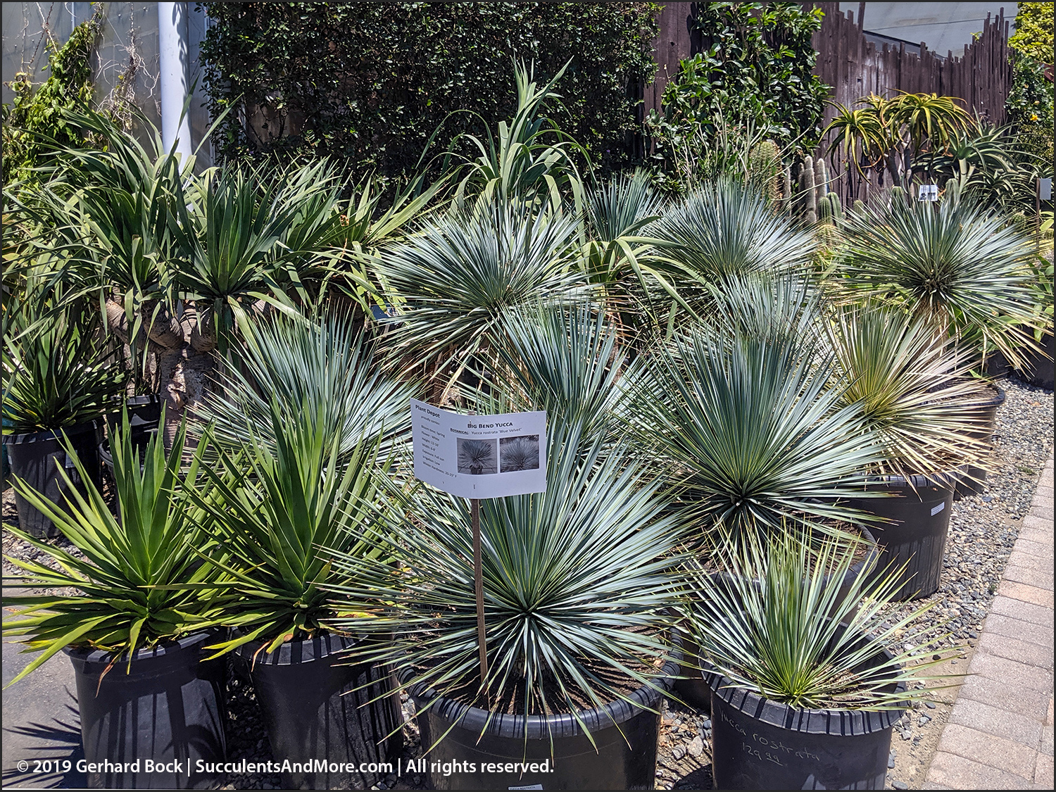 Another mustsee SoCal nursery Plant Depot in San Juan Capistrano
