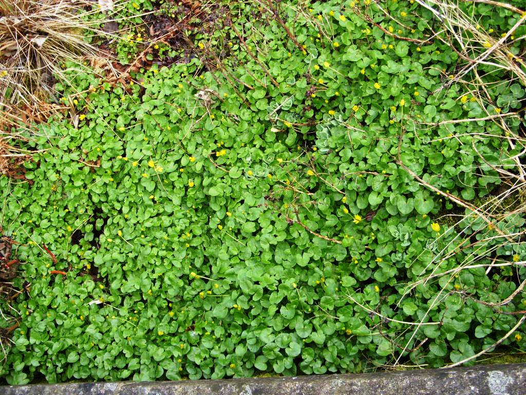 Kelli's Northern Ireland Garden Weed or Wildflower