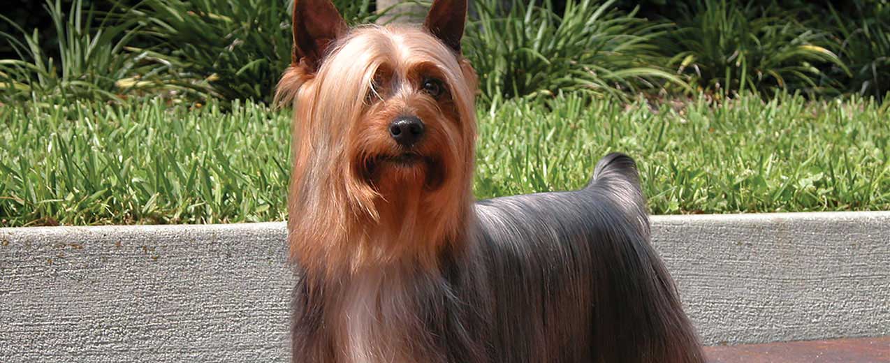 Top 10 LowShedding Dog Breeds Australian Dog Lover