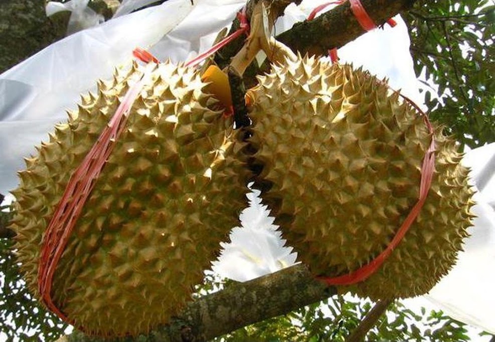 Bibit Tanaman Buah Durian Montong 60cm Payakumbuh