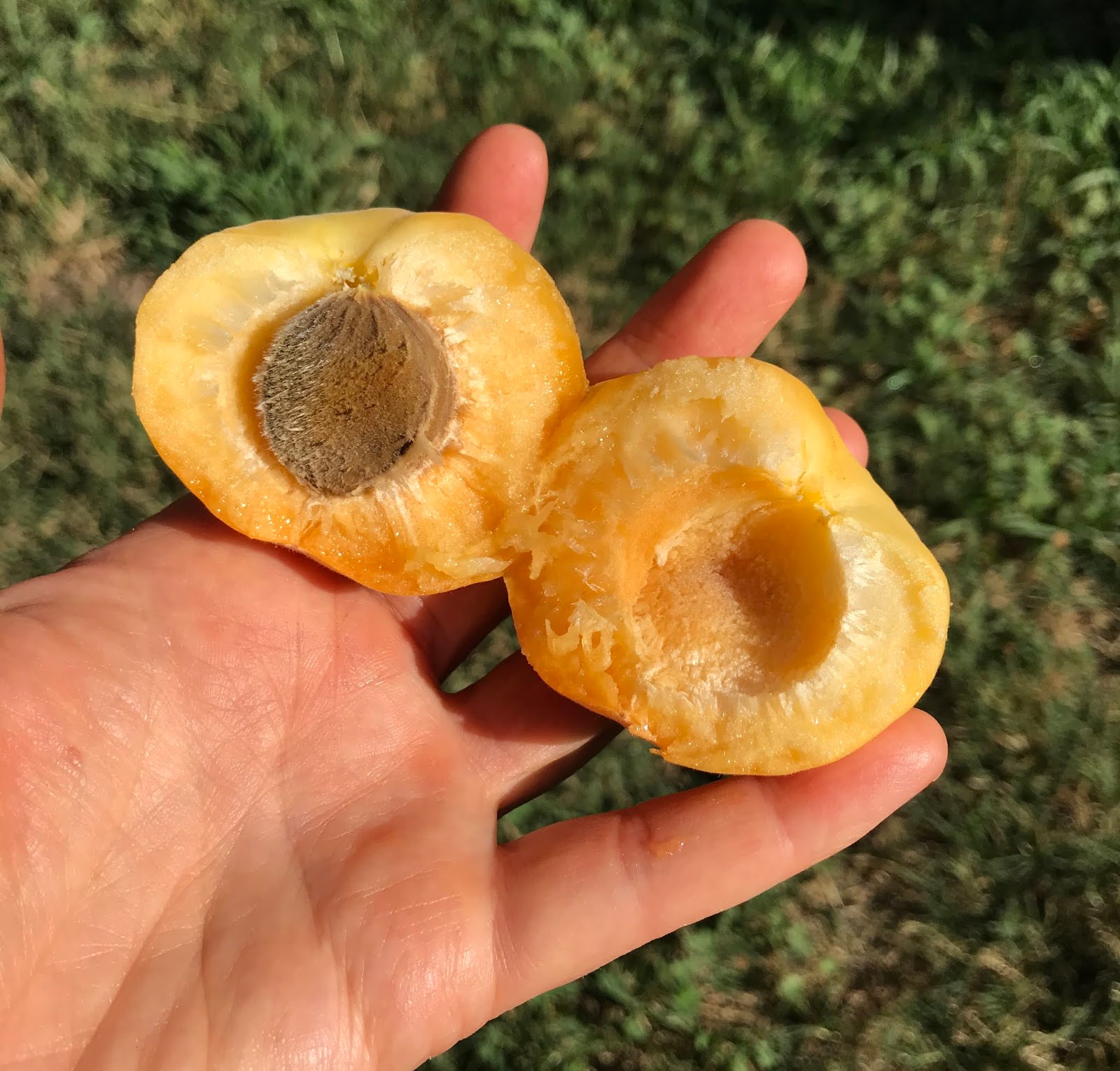 Gardening Late Midseason apricots. Royal Blenheim, Red Sweet, and