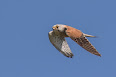 Kestrel