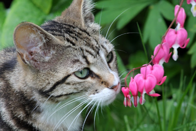 Garden Days in the Pandemic - Purity Belle Environmental Blog