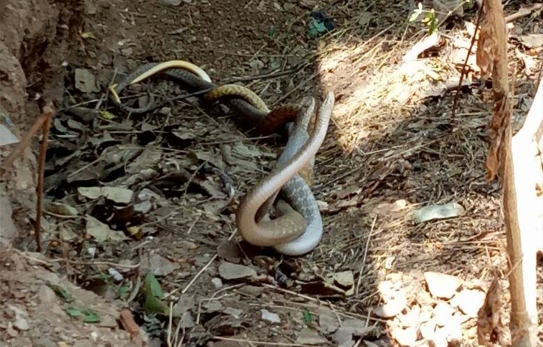 Rat Snake mating picture