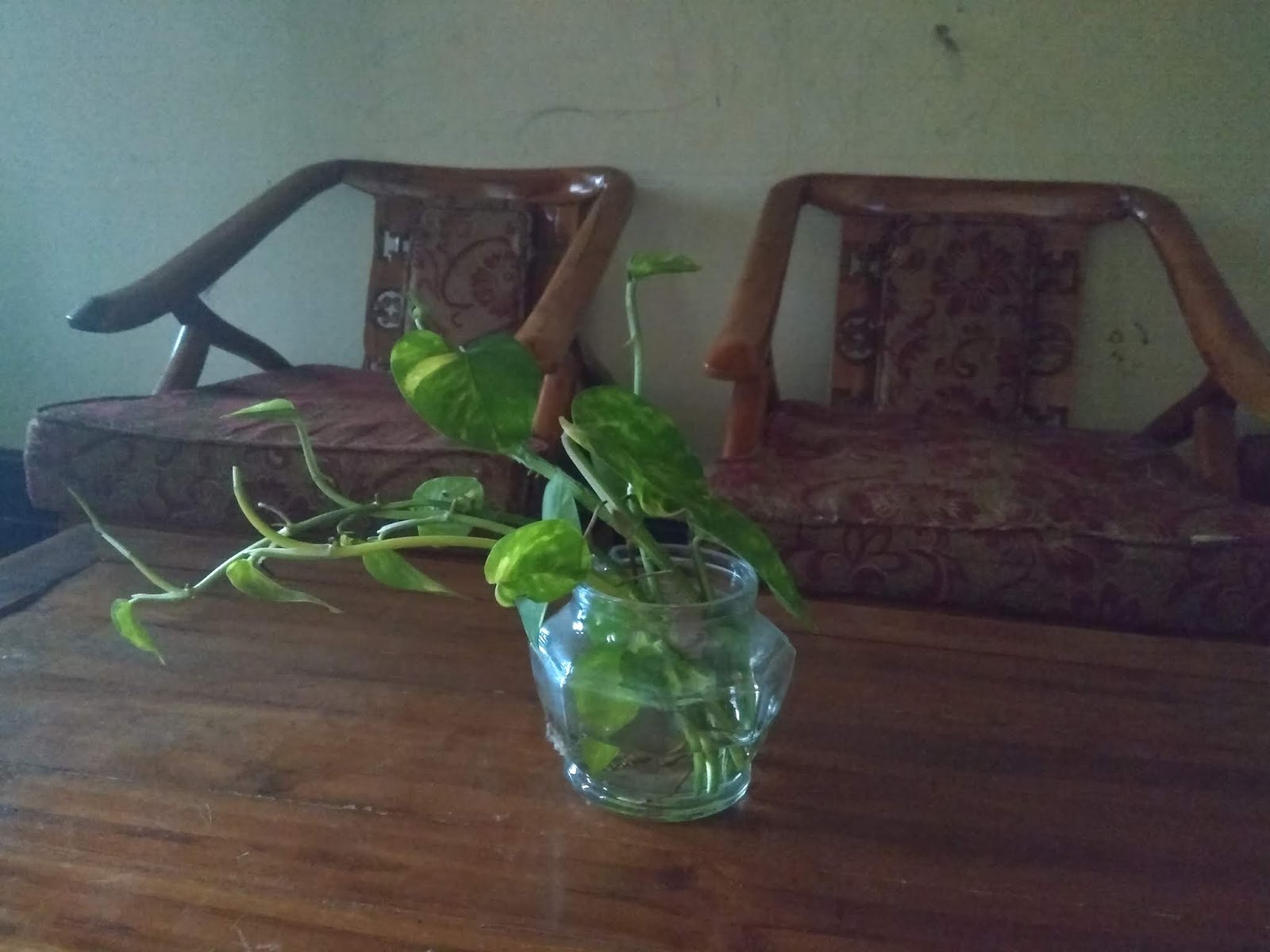 Ide Tanaman Segar Untuk Ruang Tamu Anda Yurmawita S Blog