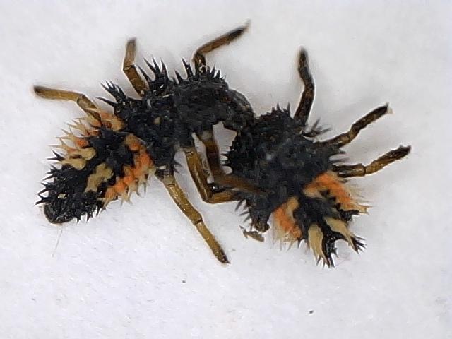 Asian Lady Beetle Larvae 72