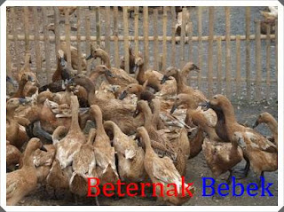 Cara merawat dan beternak bebek agar cepat bertelur