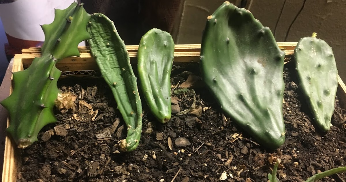 Unveiling The Secrets Of Cacti A Journey Through Language And Nature - e70bvau