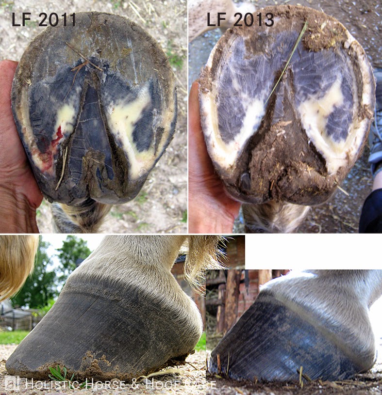 al Holistic Horse & Hoof Care Species appropriate living conditions as