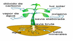 proceso de la fotosíntesis