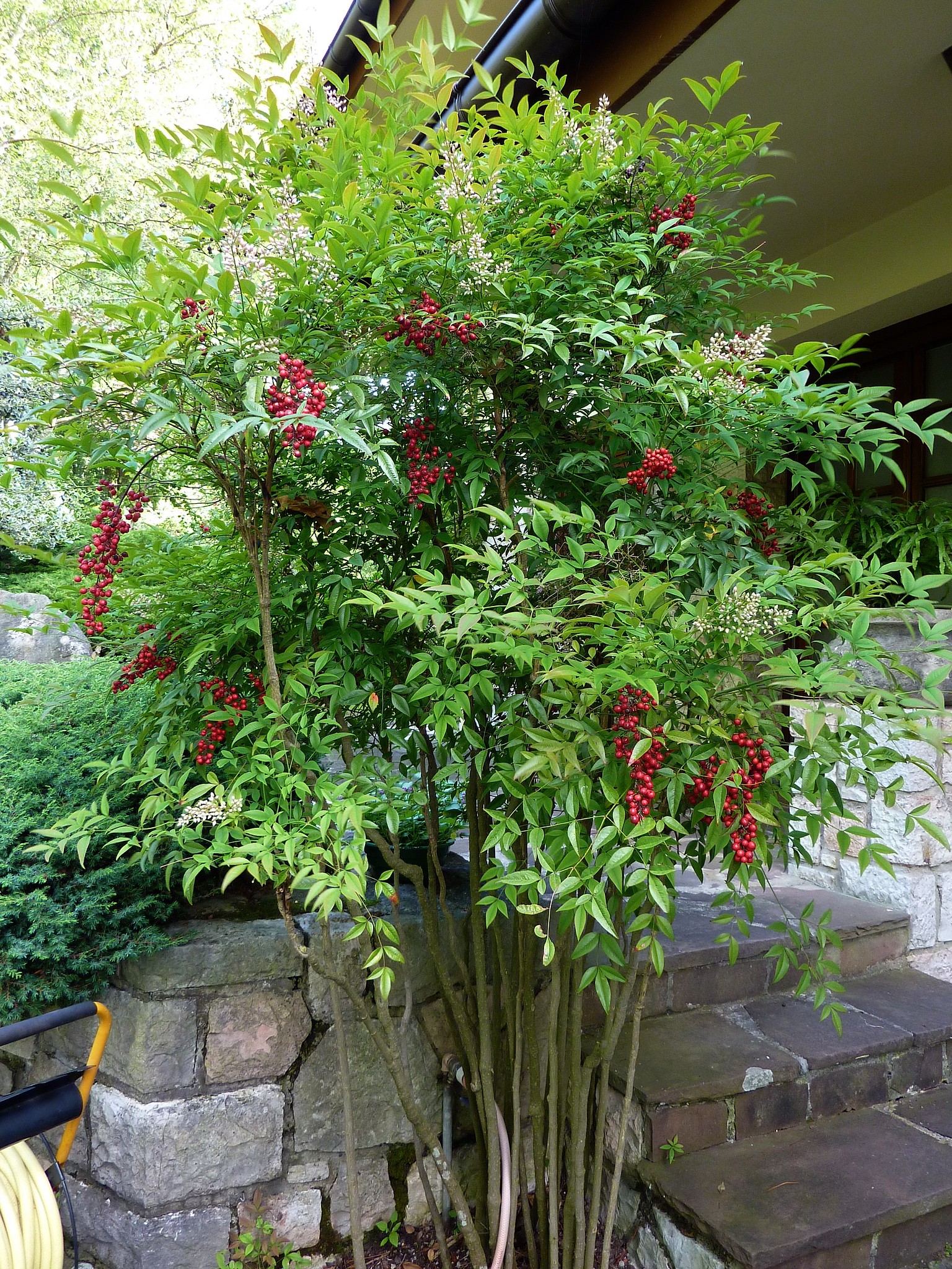 Nandina domestica Heavenly bamboo care and culture Travaldo