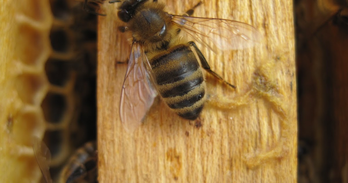 dogan arıcılık Kek mi? Şurup mu? İnvert mi? Glikoz mu?