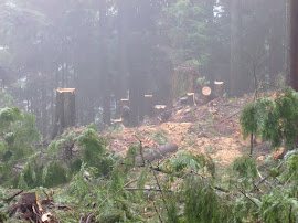 The Rape of Mountain View Park Wetland