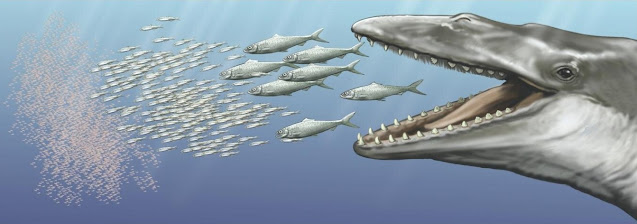 Dental crowding: Ancient baleen whales had a mouthful
