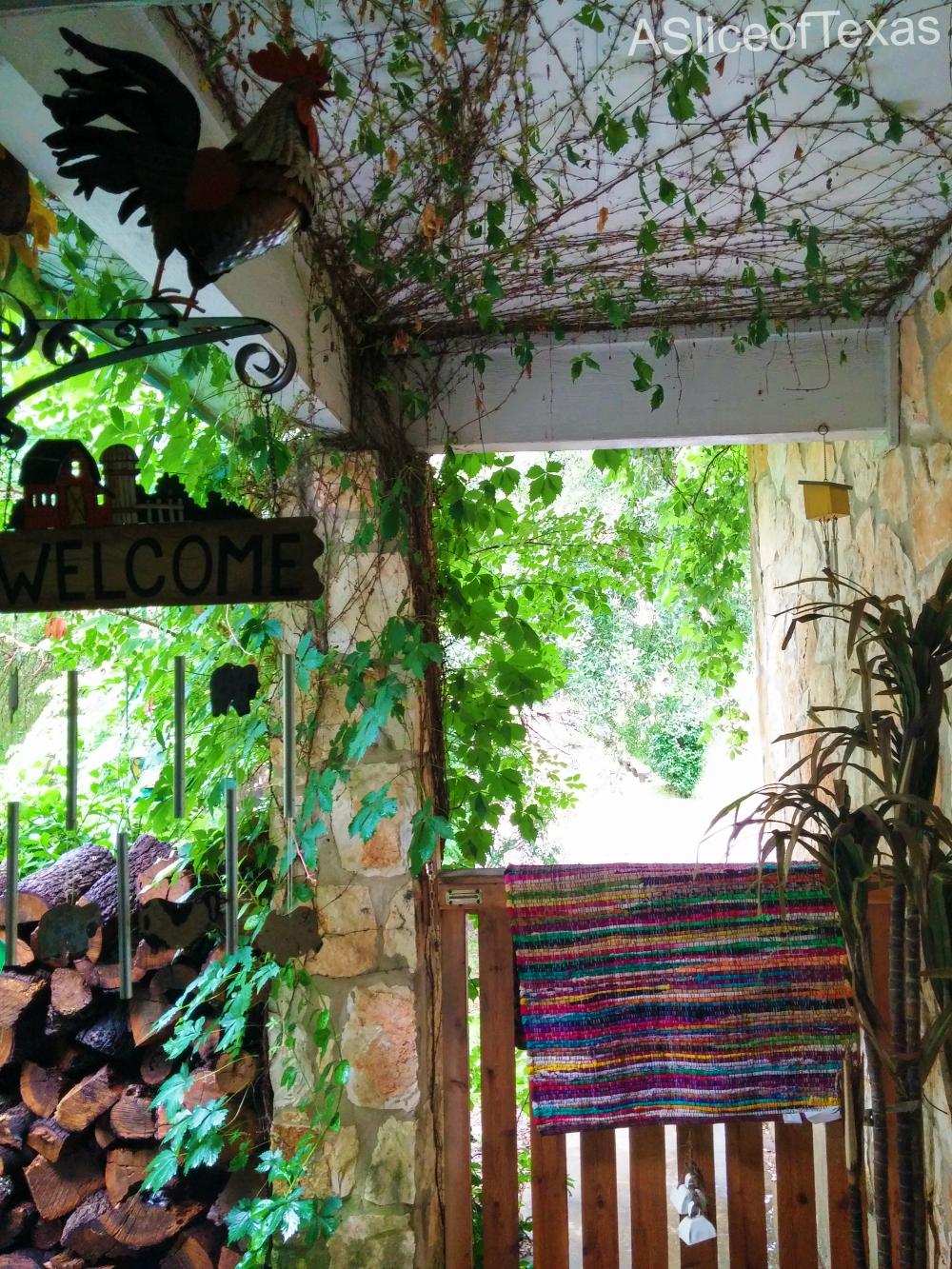 A Slice of Texas blog GROWING VIRGINIA CREEPER for shade and beauty