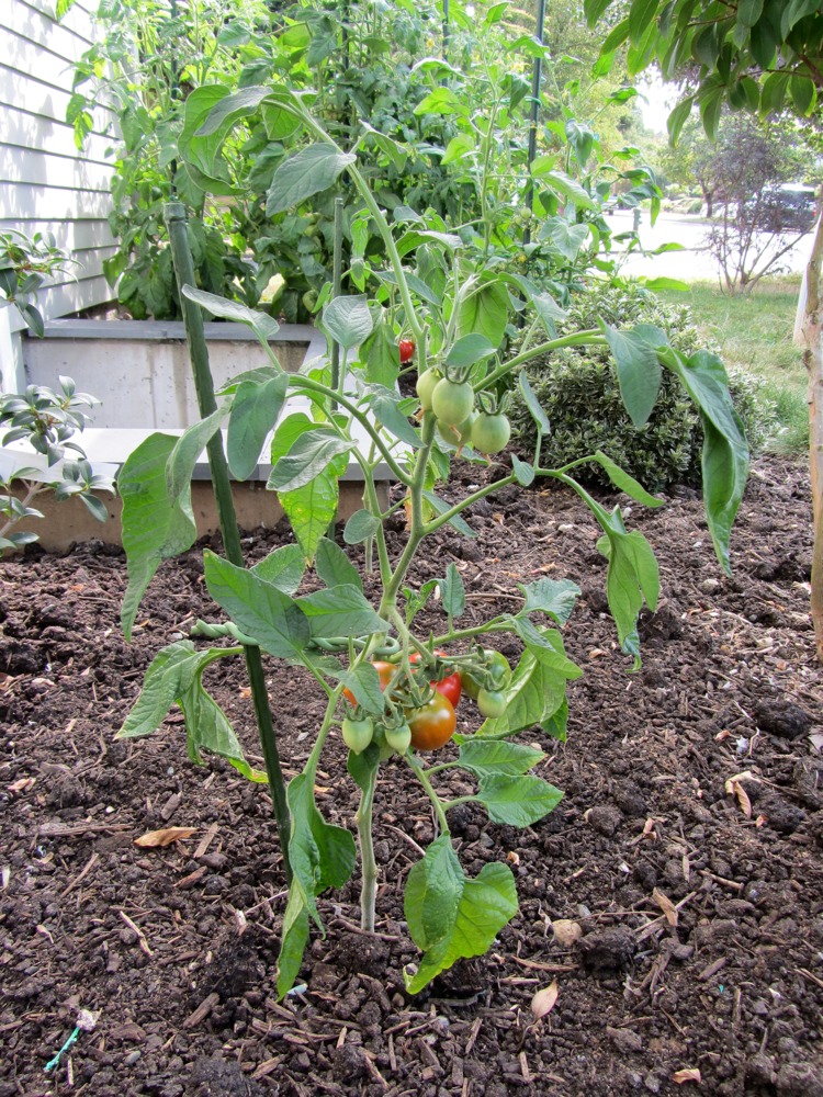 Pacific Northwest Gardener A Tale of Two Kimberleys The Case for