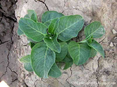 Ashwagandha-Withania somnifera Plant