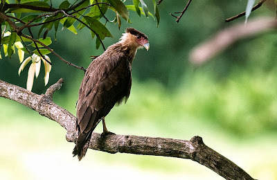 Caracara crestado norteño Caracara cheriway