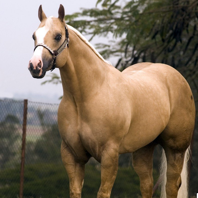 the Horse Hormones and medicines for Stallions