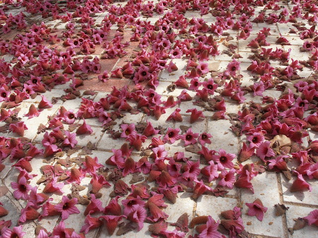 Flores de BRAQUIQUITO ROSA: Brachychiton discolor