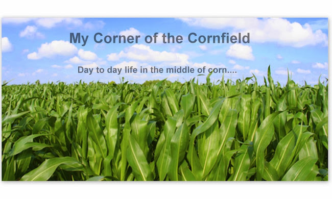 My Corner of the Cornfield