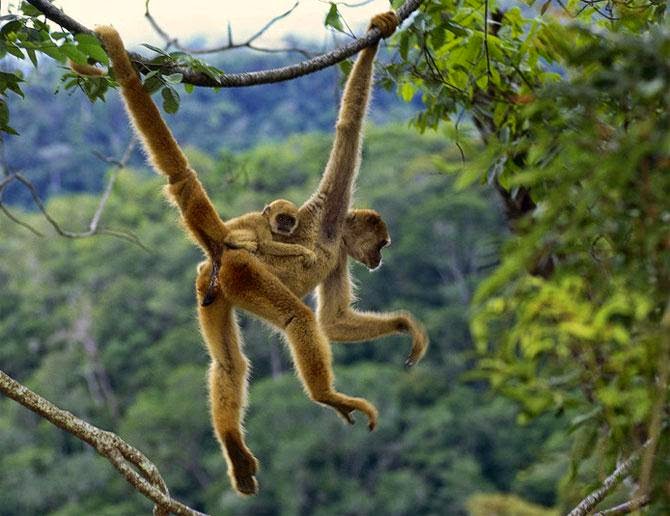 Natures Oddest Creations A Look At Knuckle Walking Animals - rdjx9o2