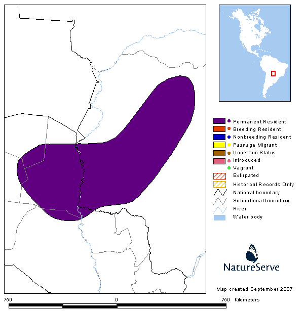 Chiripepé anaranjada Pyrrhura devillei