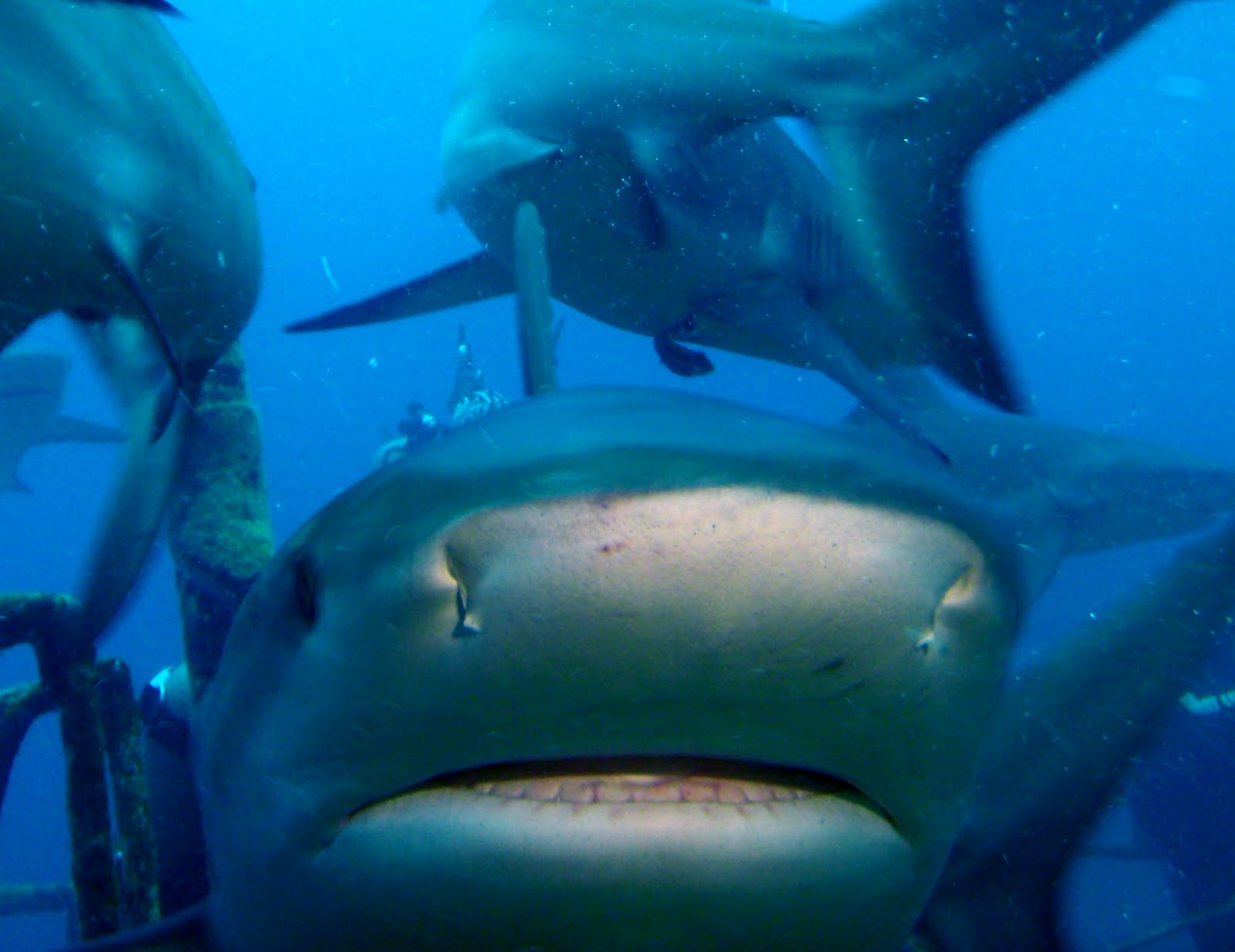 feed and grow fish how to unlock great white shark feed and grow fish how to unlock great white shark