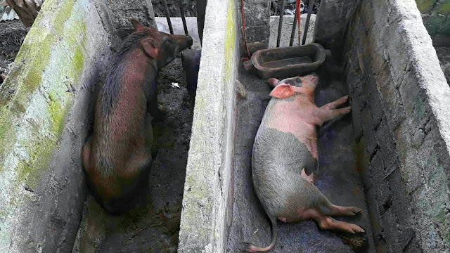 Babi, hewan penting di Nias. Sangat dibutuhkan di upacara adat.