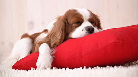 Как приучить собаку (щенка) к месту в квартире или частном доме. Щенок, собака спит