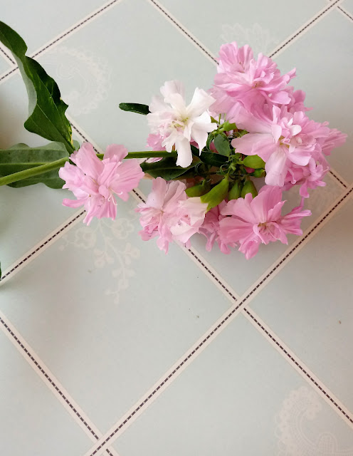 Arte floral con la flor del jabón o soporia