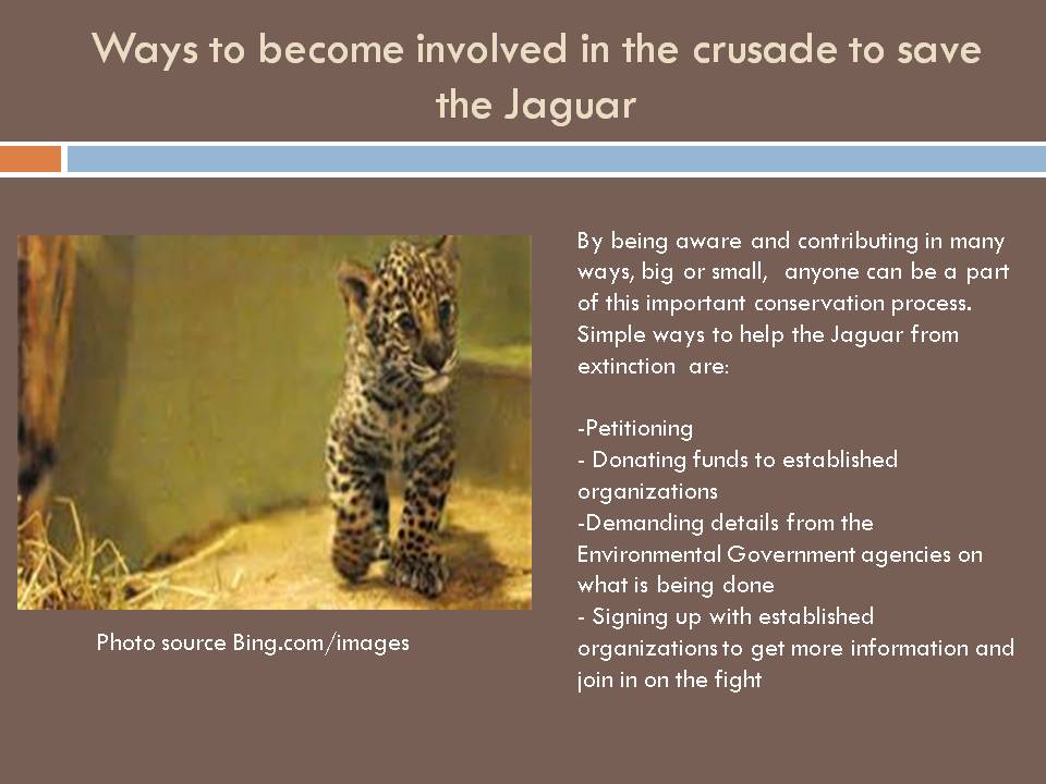 Debbie's blog JAGUARS ON THE ENDANGERED SPECIES LIST