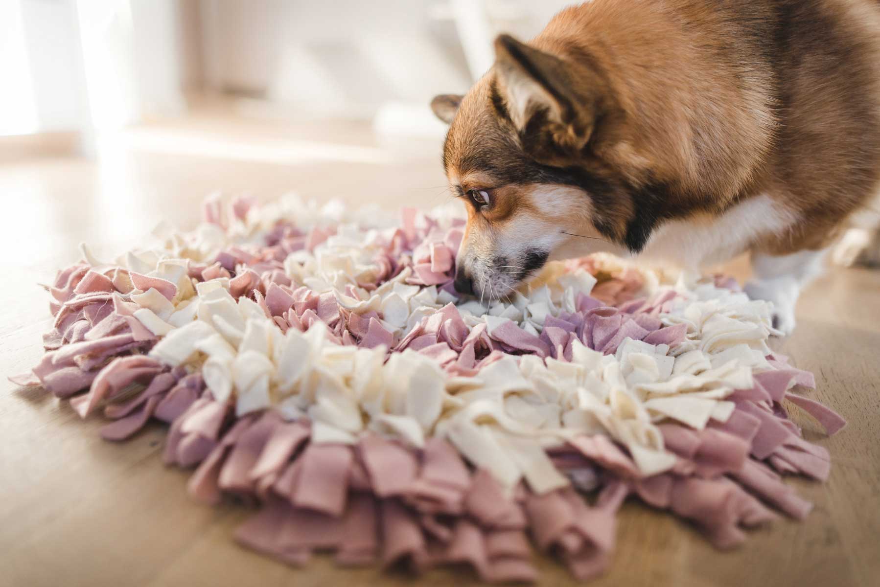 A Guide to Using Food Puzzle Toys with Your Dog