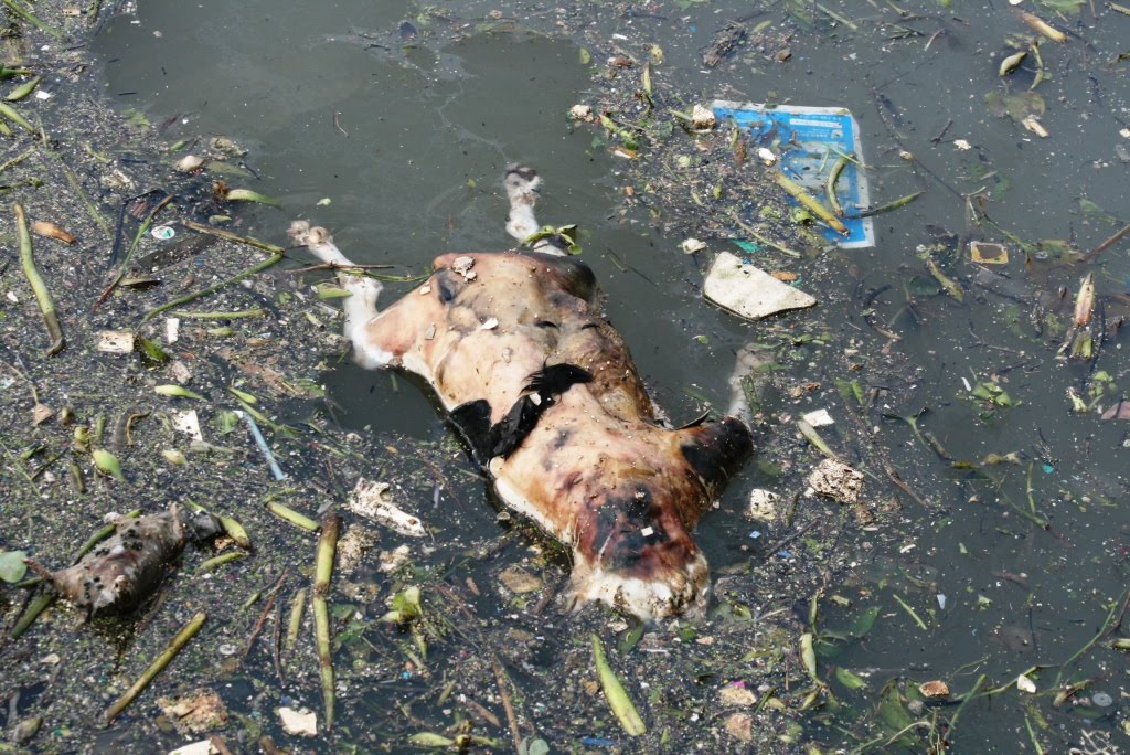 Funny Animals: Dead Dogs