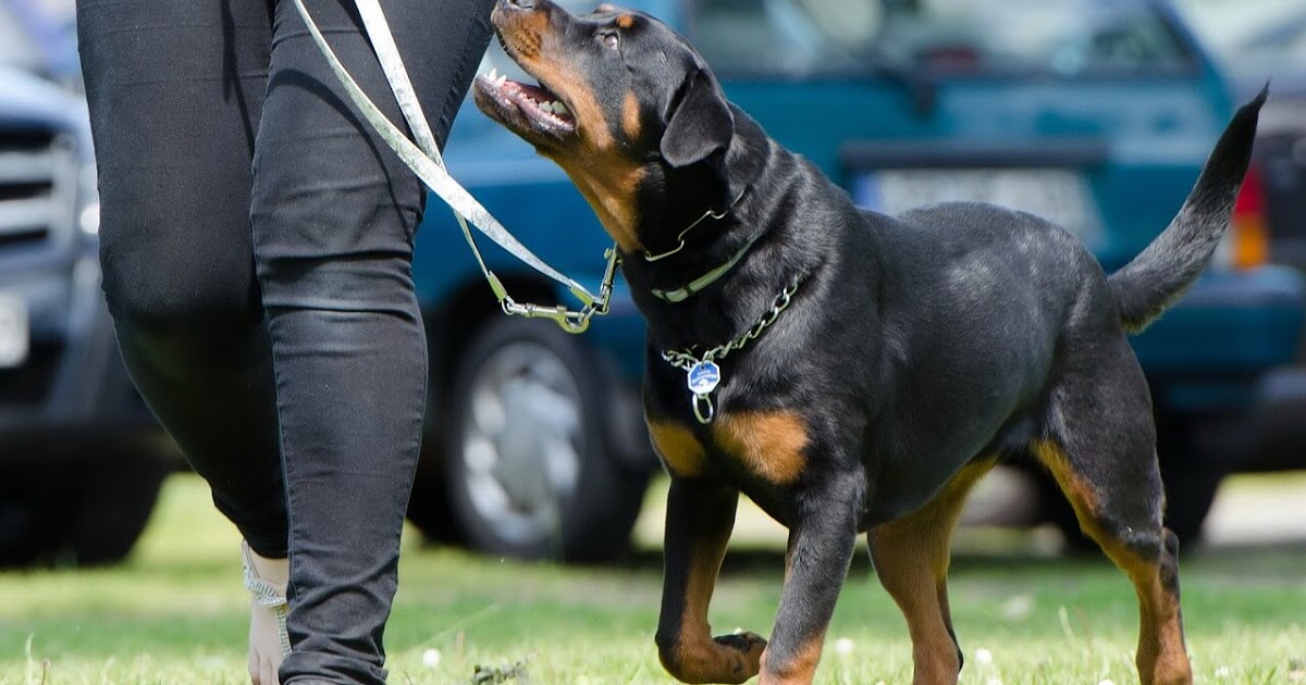 Hundeerziehung ohne Stress, finde Deinen Weg! Hundeerziehung ohne