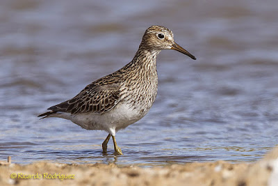 Correlimos pectoral (Calidris melanotos)